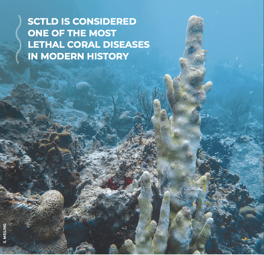 Mariners can help reduce lethal coral disease spread WorkBoat